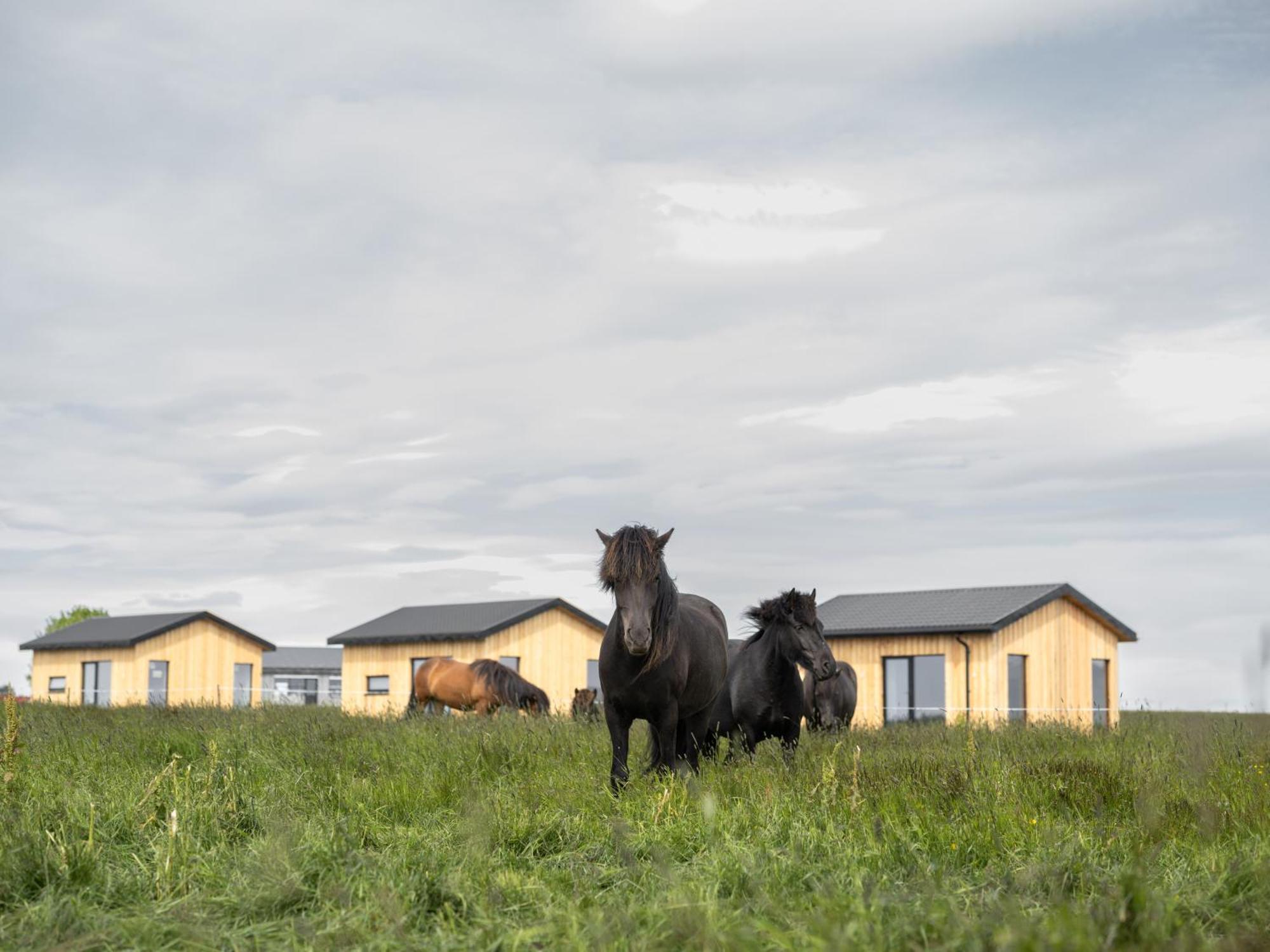 Sleeping With The Horses Appartement Hvolsvöllur Buitenkant foto